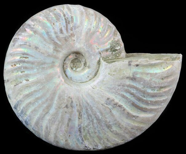 Silver Iridescent Ammonite - Madagascar #51502